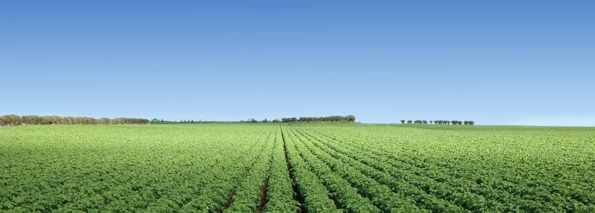  Proudly producing fresh, quality vegetables for over 50 years