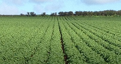 Our Farms